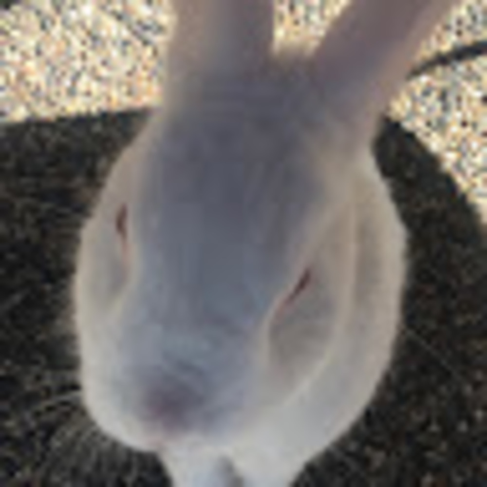 Meet your Posher, Lavina